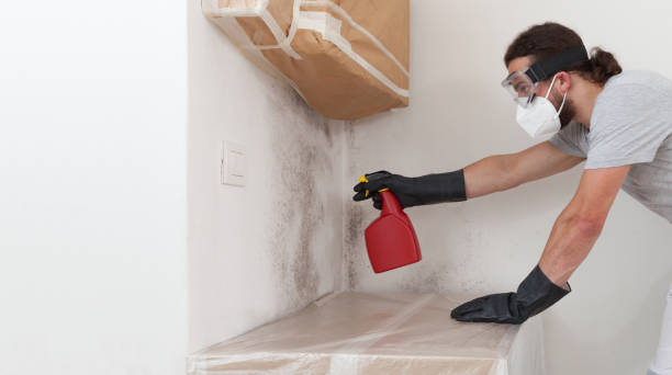 Professional Basement Mold Remediation technician working in Clermont, GA