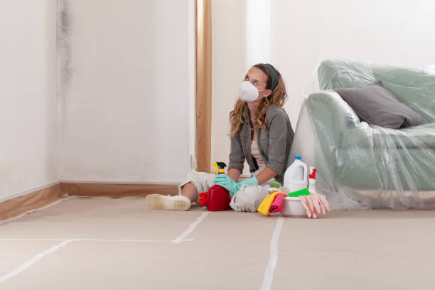 Reliable Basement Mold Remediation contractor in Clermont, GA by 24 Hour Mold Removal